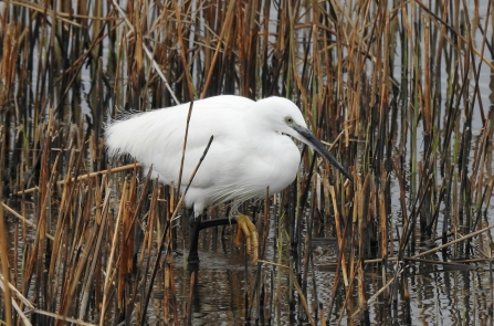 Little Egret © Richard Scott 2019