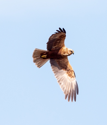 Marsh harrier © Vernon Barker 2019