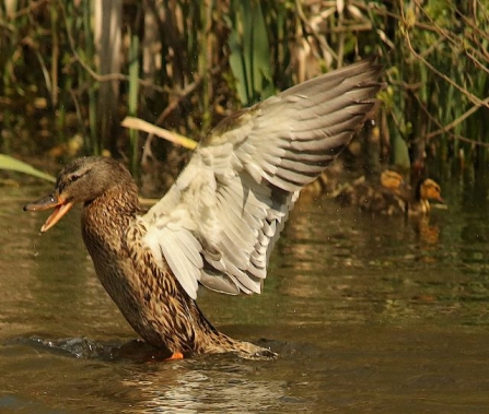 Mallard - AdelDam
