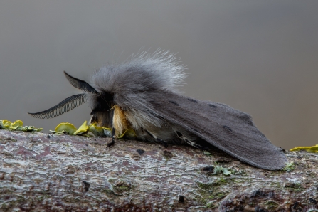 Muslin Moth © Derek Parker 2019