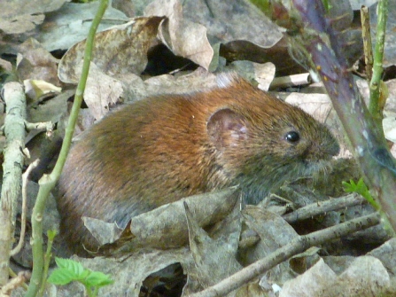 Bank Vole © Darren Wozencroft 2019