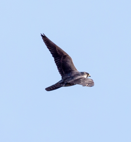 Peregrine © Vernon Barker 2019