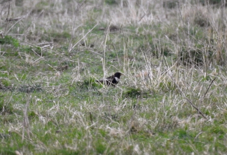 Ring Ouzel © Richard Scott 2019