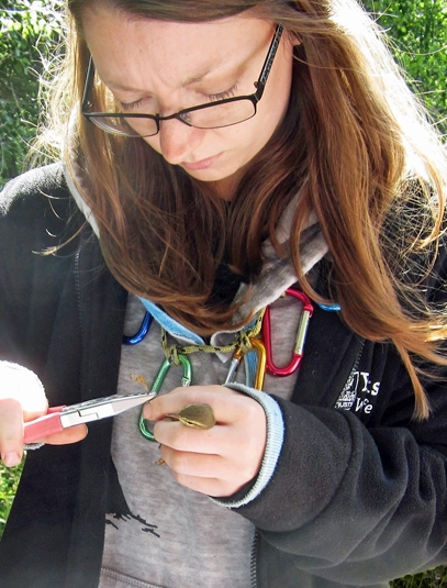 Bird ringing at Potteric Carr