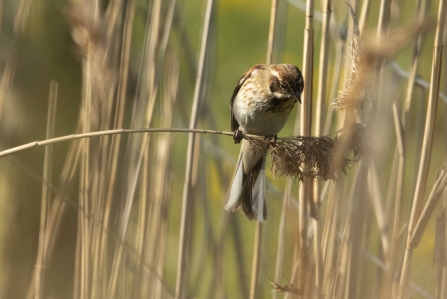 female Reed Bunting © Keith Horton 2019