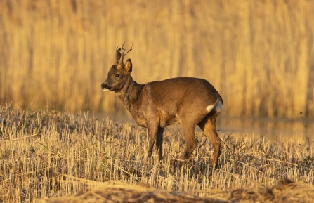 Roe Deer © Keith Horton 2019