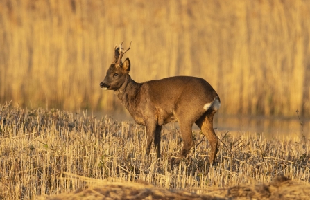 Roe Deer © Keith Horton 2019