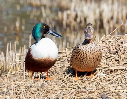 male and female Shoveler © Vernon Barker 2019