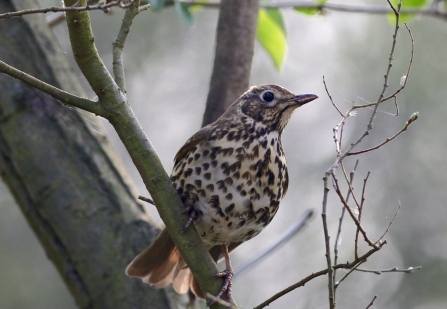 Song Thrush © Nidge Nilsen 2019