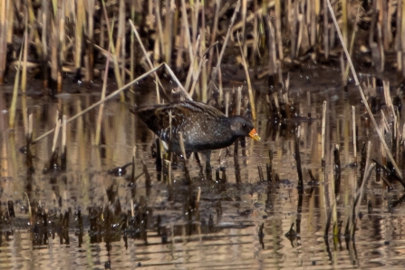 Spotted Crake © Adrian Andruchiw 2019