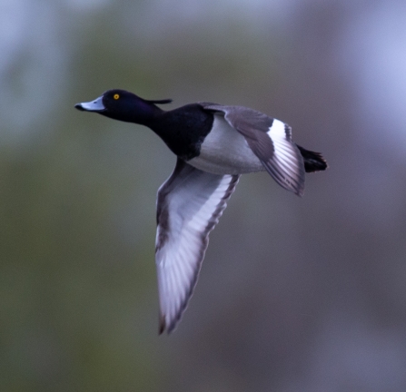 Tufted Duck © Vernon Barker 2019