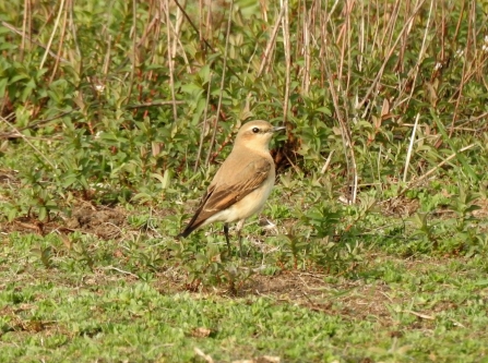 Wheatear © Richard Scott 2019