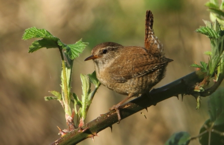 Wren © Allen Holmes 2019