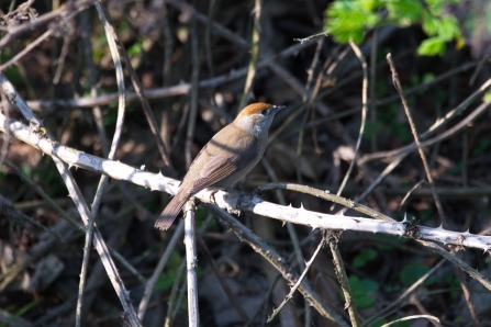 female Blackcap © Steve Martin 2019