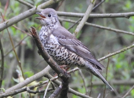 Mistle thrush - AdelDam