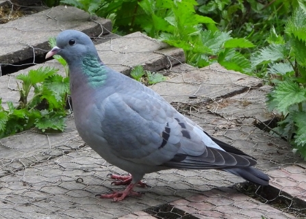 Stock_dove-AdelDam