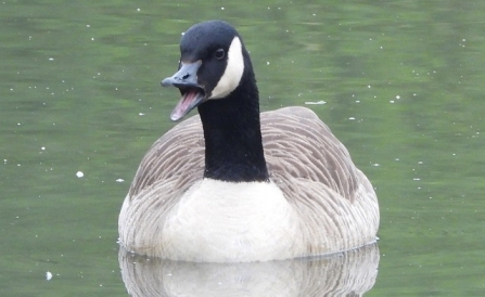 CanadaGoose - AdelDam
