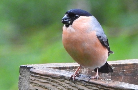 Bullfinch - AdelDam