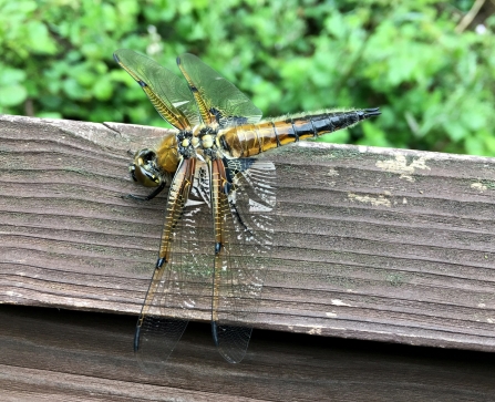 Four-spotted Chaser © Richard Scott 2019