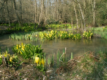 American skunk cabbage