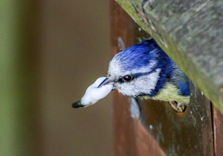 Blue Tit removing a faecal sac © Nidge Nilsen 2019