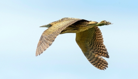 Bittern © Paul Paddock 2019