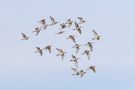 Black-tailed Godwits © Paul Paddock 2019