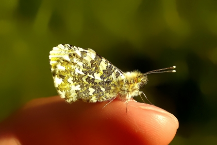 Orange-tip on a fingertip © Matthew Christou 2019