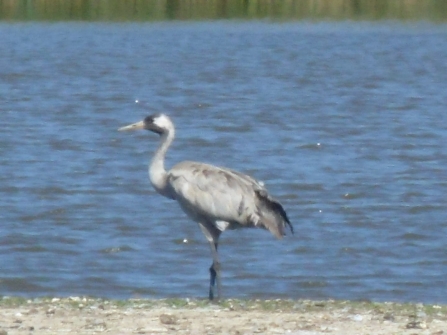 Crane (record shot) © Michael Dyson 2019