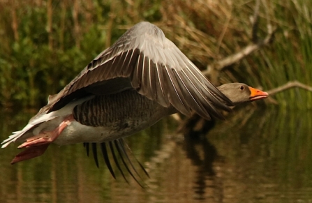 Greylag - AdelDam