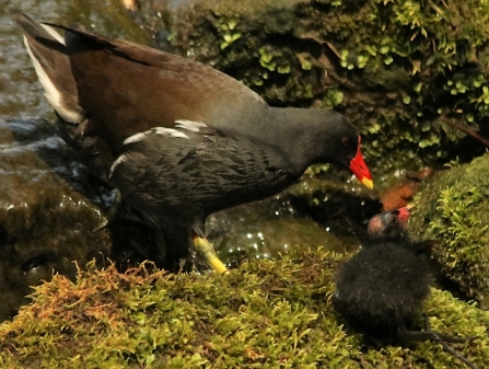 Moorhen - AdelDam
