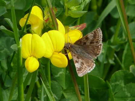 Dingy Skipper © Darren Wozencroft 2019