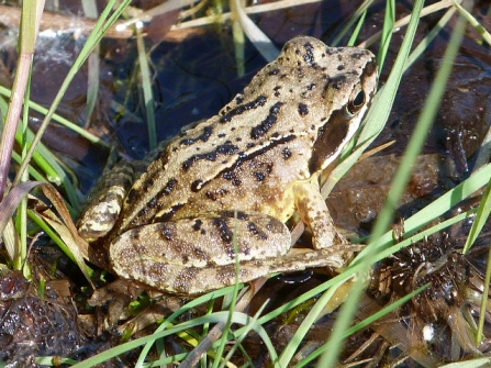 Common Frog © Darren Wozencroft 2019