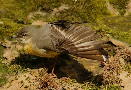Grey wagtail - Adel Dam
