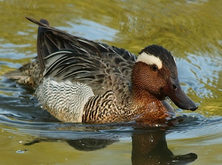 Garganey - AdelDam