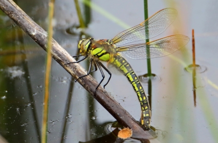 Hairy Dragonfly © Allen Holmes 2019