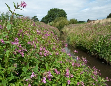 Himalayan Balsam