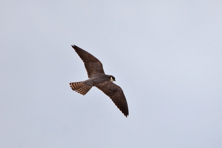 first-summer Hobby © Adrian Andruchiw 2019