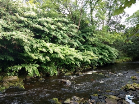 Japanese knotweed