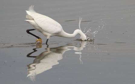 Little Egret © Allen Holmes 2019