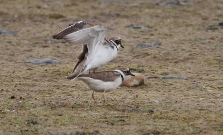 Little Ringed Plovers © Allen Holmes 2019