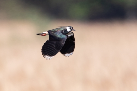 Lapwing © Adrian Andruchiw 2019