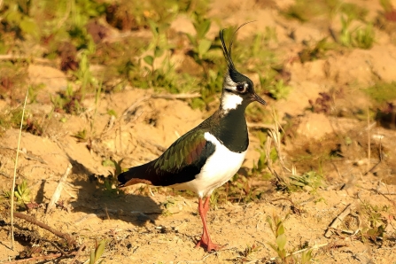 Lapwing © Matthew Christou 2019