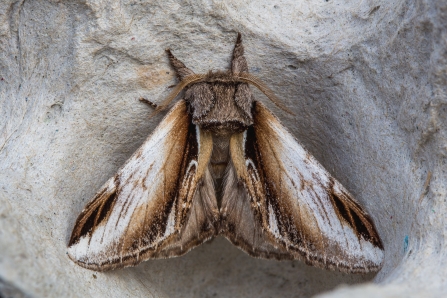 Lesser Swallow Prominent © Derek Parker 2019