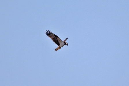 Osprey (record shot) © Adrian Andruchiw 2019