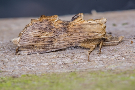 Pale Prominent © Derek Parker 2019