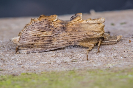 Pale Prominent © Derek Parker 2019