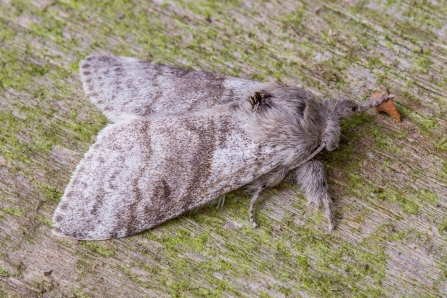 Pale Tussock © Derek Parker 2019