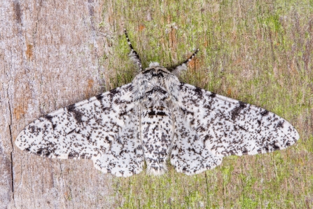 Peppered Moth © Derek Parker 2019