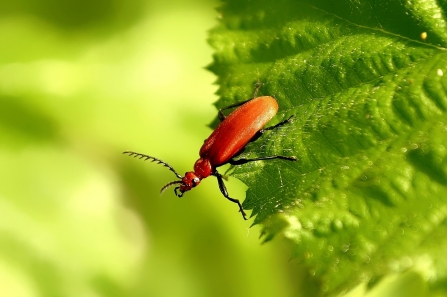 Red-headed Cardinal Beetle © Matthew Christou 2019